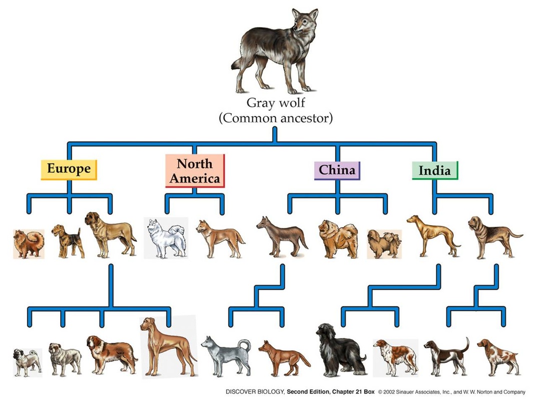 Image result for european canine  breeds